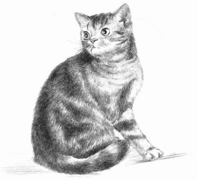 美國短尾貓素描畫法