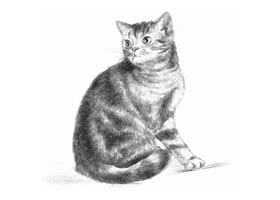 美國短尾貓素描畫法