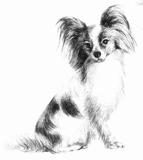 蝴蝶犬的素描畫(huà)法