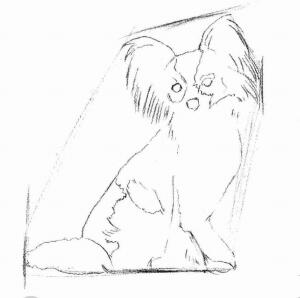 蝴蝶犬的素描畫(huà)法步驟02