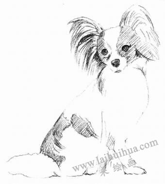蝴蝶犬的素描畫(huà)法步驟03