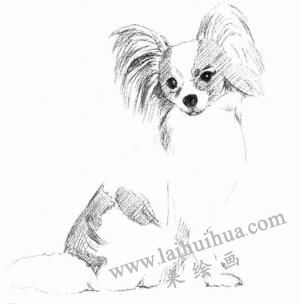 蝴蝶犬的素描畫(huà)法步驟04