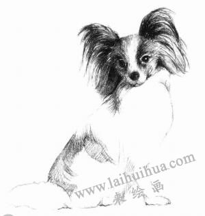 蝴蝶犬的素描畫(huà)法步驟05