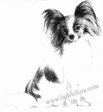 蝴蝶犬的素描畫(huà)法步驟06