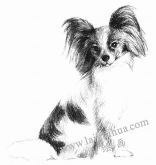 蝴蝶犬的素描畫(huà)法步驟07