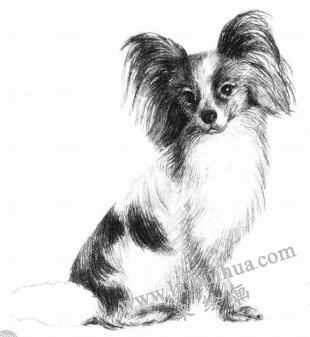 蝴蝶犬的素描畫(huà)法步驟08