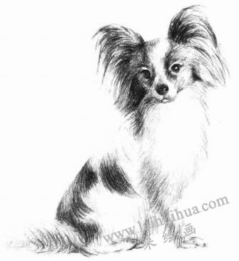 蝴蝶犬的素描畫(huà)法步驟09
