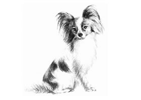 蝴蝶犬的素描畫法