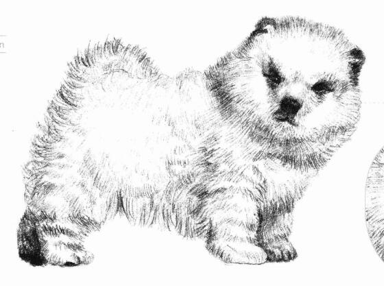 松獅犬的素描畫法