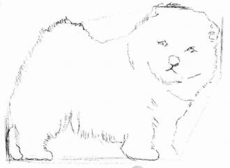 松獅犬的素描畫法步驟02