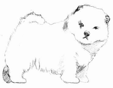 松獅犬的素描畫法步驟03