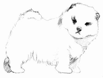 松獅犬的素描畫法步驟04