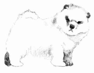 松獅犬的素描畫法步驟05
