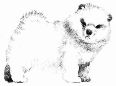 松獅犬的素描畫法步驟06
