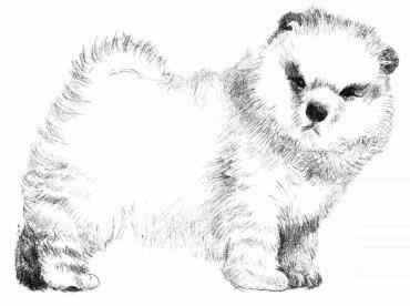 松獅犬的素描畫法步驟07