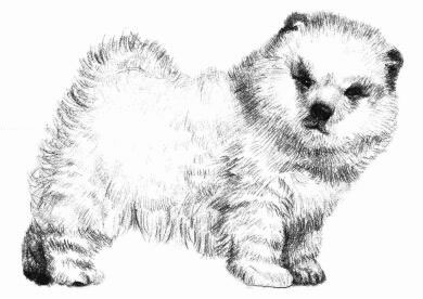 松獅犬的素描畫法步驟08