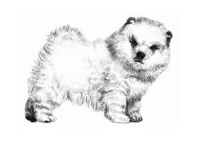 松獅犬的素描畫法