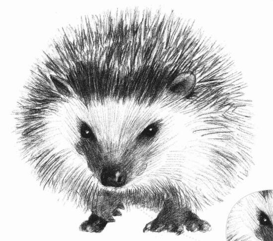 刺猬的素描畫(huà)法