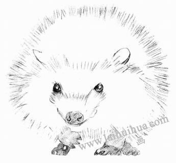 刺猬的素描畫(huà)法步驟03