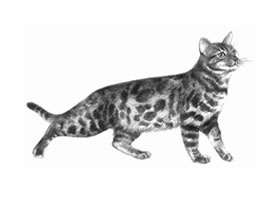 孟加拉貓素描畫法