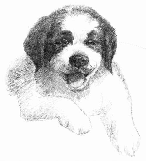 土狗的素描畫法
