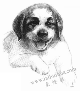 土狗的素描畫法步驟04
