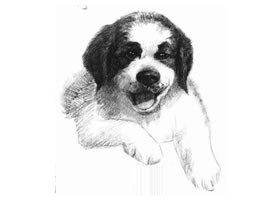 土狗的素描畫法