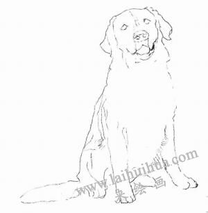 金毛犬的素描畫法步驟02