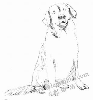 金毛犬的素描畫法步驟03