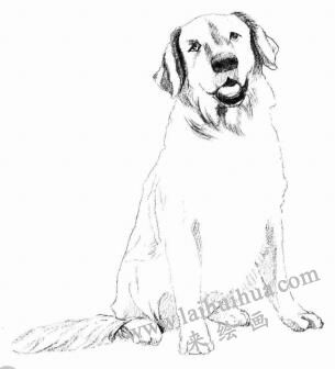 金毛犬的素描畫法步驟04