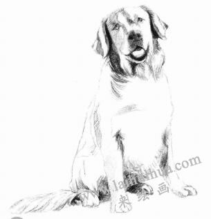 金毛犬的素描畫法步驟05