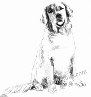 金毛犬的素描畫法步驟06