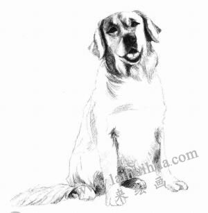 金毛犬的素描畫法步驟07