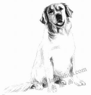 金毛犬的素描畫法步驟08