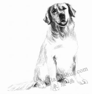 金毛犬的素描畫法步驟09