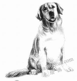 金毛犬的素描畫法步驟10