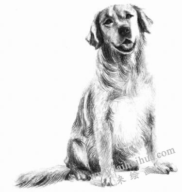 金毛犬的素描畫法步驟11
