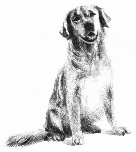 金毛犬的素描畫法