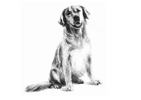 金毛犬的素描畫法