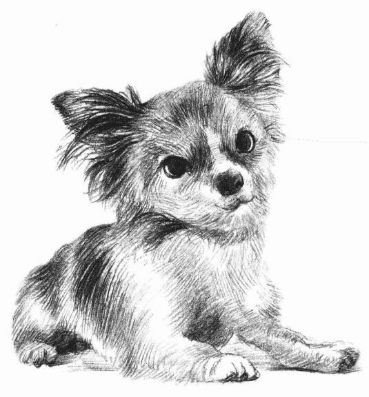 吉娃娃犬素描畫法