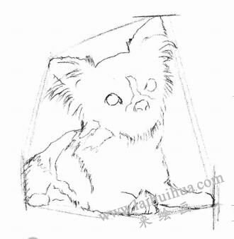 吉娃娃犬素描畫法步驟02