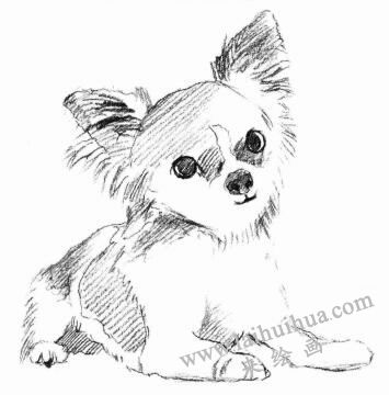 吉娃娃犬素描畫法步驟03