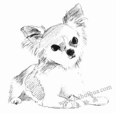 吉娃娃犬素描畫法步驟04