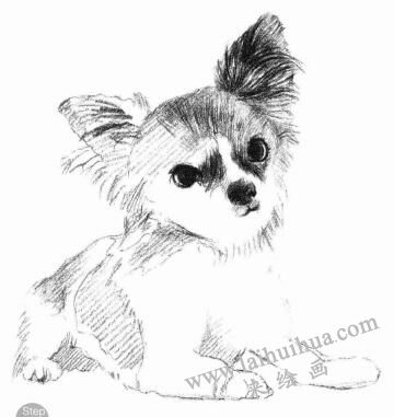 吉娃娃犬素描畫法步驟05