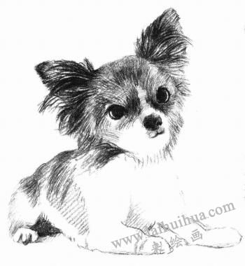 吉娃娃犬素描畫法步驟06