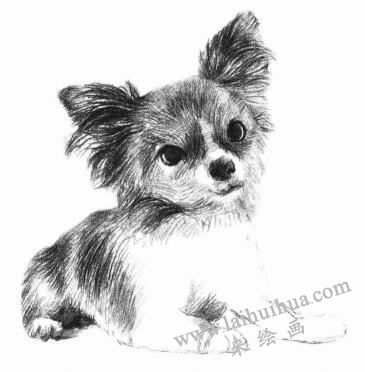 吉娃娃犬素描畫法步驟07