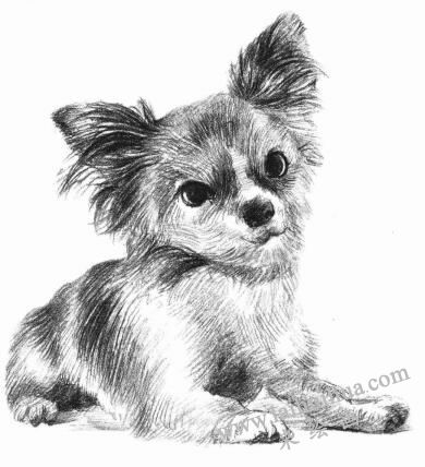 吉娃娃犬素描畫法步驟08