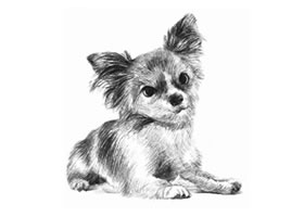 吉娃娃犬素描畫法