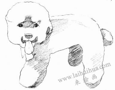 泰迪狗的素描畫法步驟03