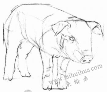 豬的素描畫法步驟02